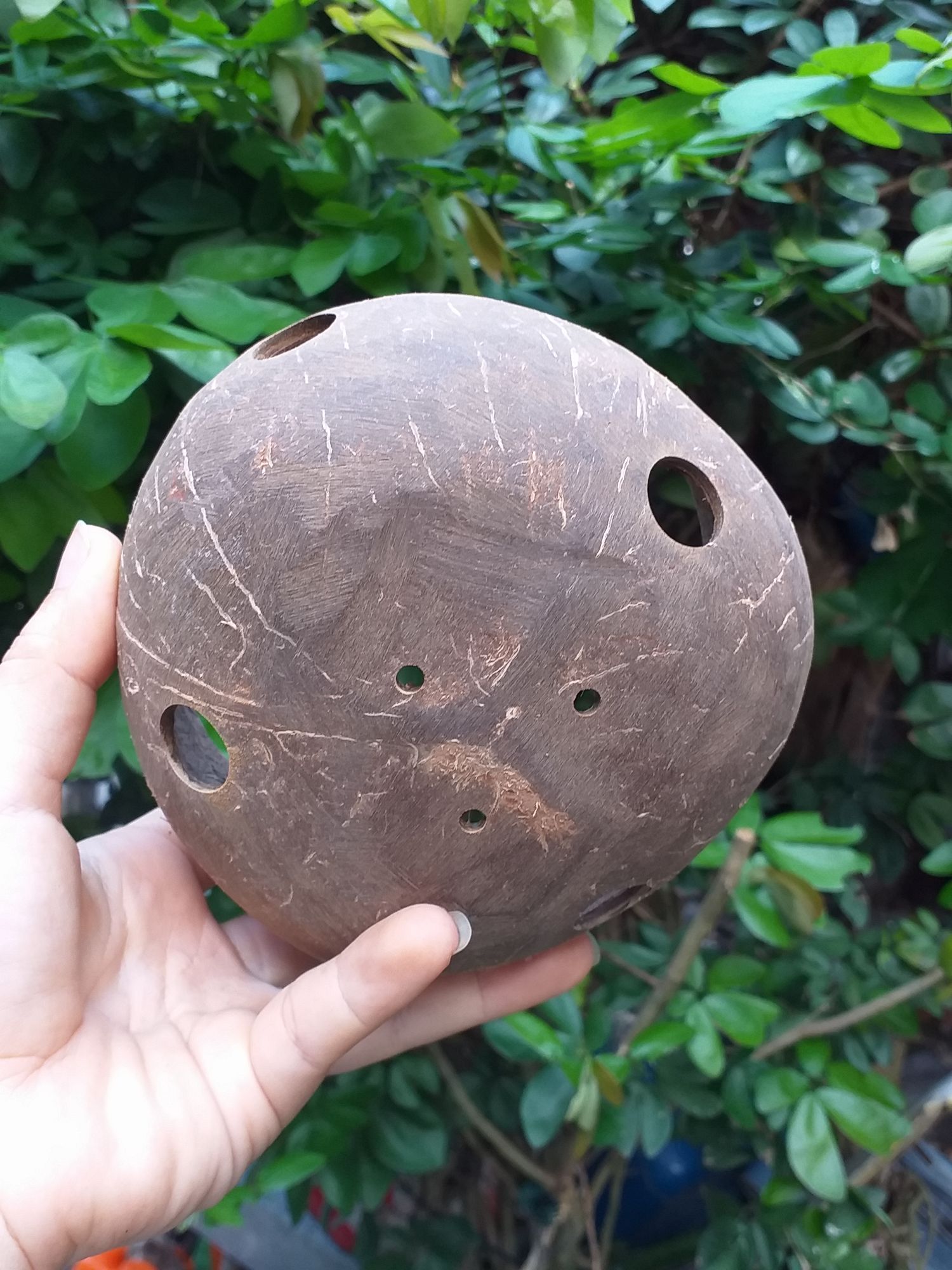 Gáo dừa trồng lan, hoa