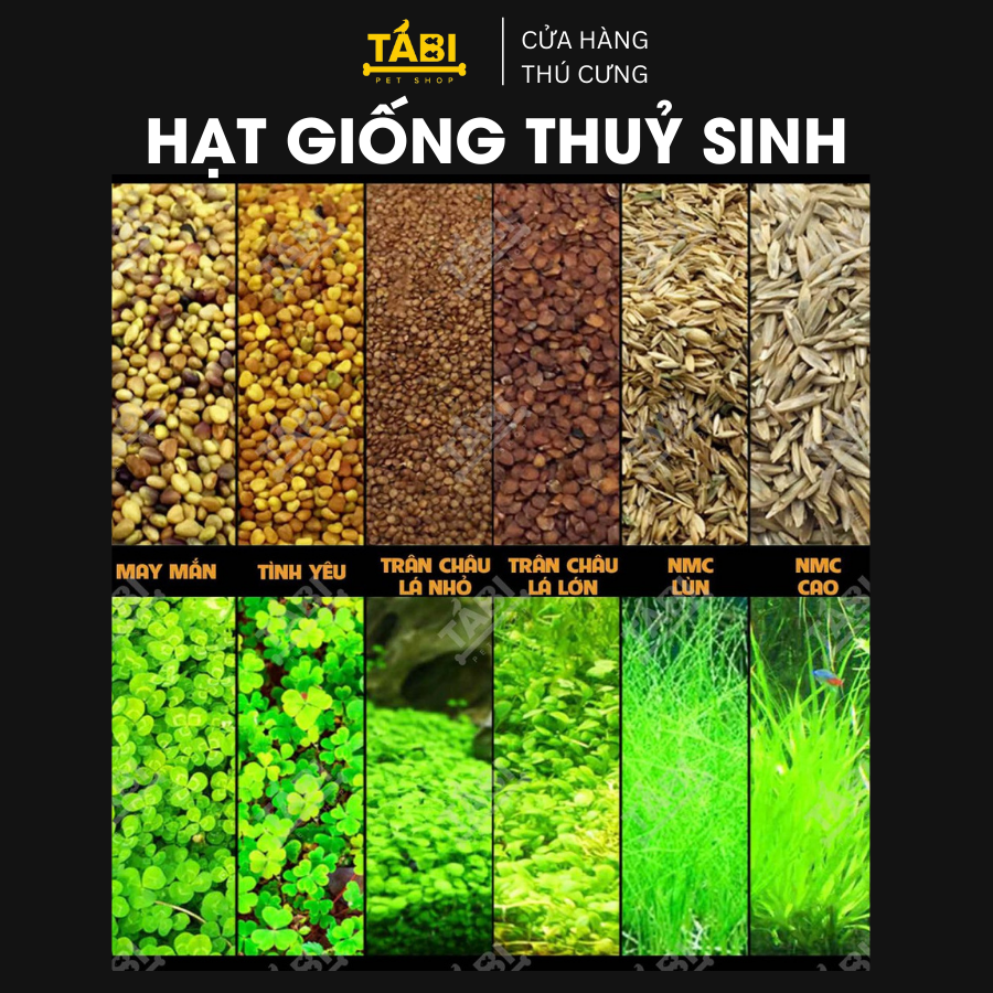 Hạt Giống Thuỷ Sinh - Cây Trồng Thuỷ Sinh