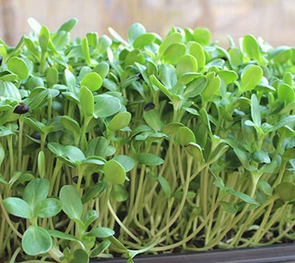 [HCM]Gói 100g Hạt Giống Rau Mầm Hướng Dương - Thế Giới Rau Mầm