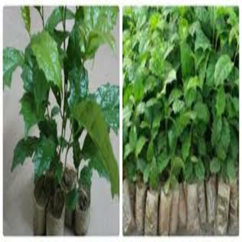 Cây giống Sạ đen. Cây dược liệu tốt cho sức khỏe