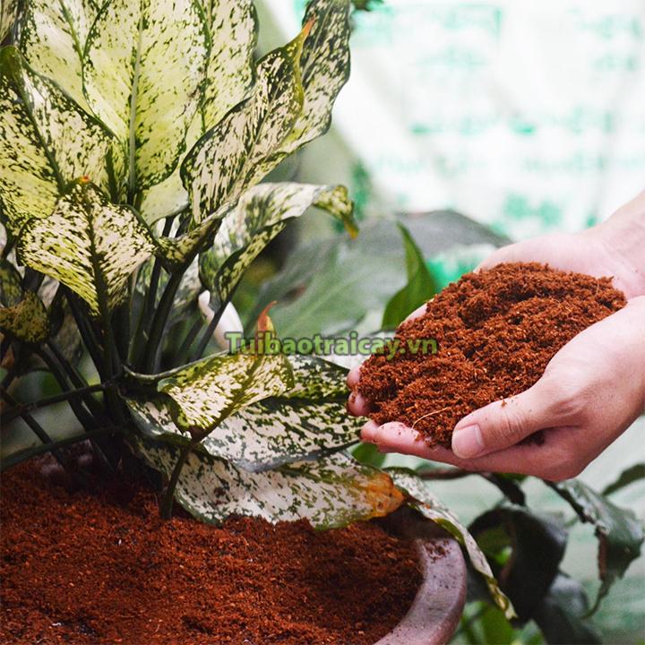 Mụn xơ dừa ươm giống cây trồng.