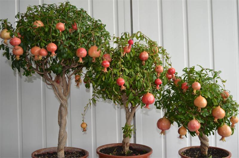 Hạt giống Lựu Lùn F1