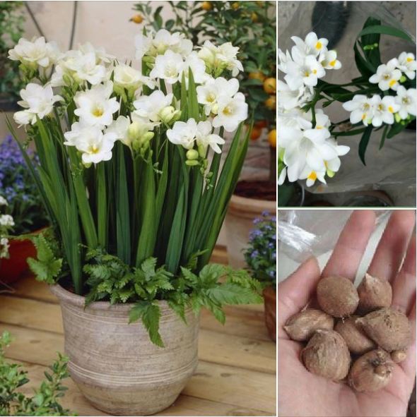 Bộ 3 Củ giống hoa lan nam phi hoa màu trắng