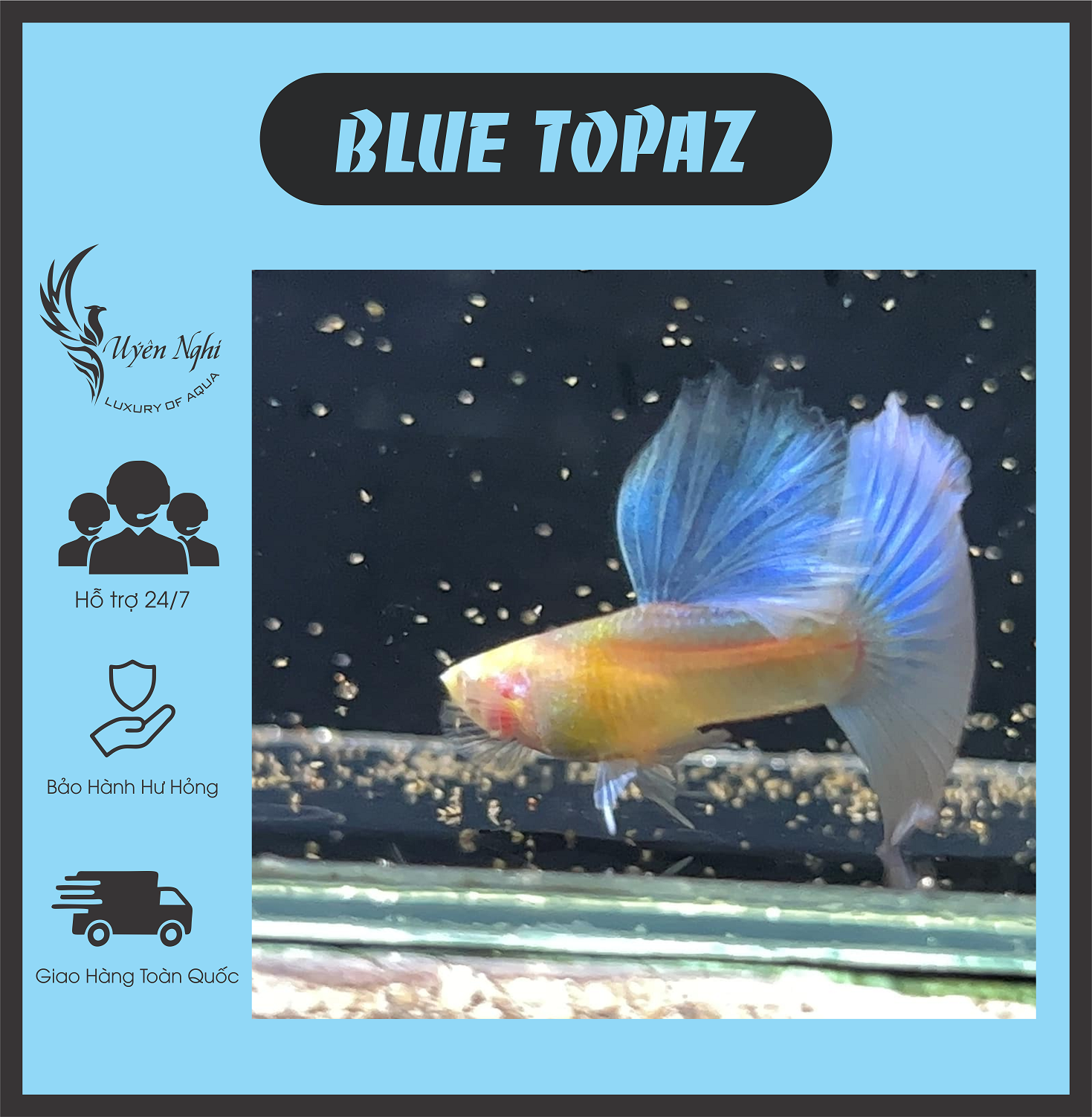 [Mua 5 tặng 1] Blue topaz guppy thủy sinh ( tặng thức ăn ) + rong trúc
