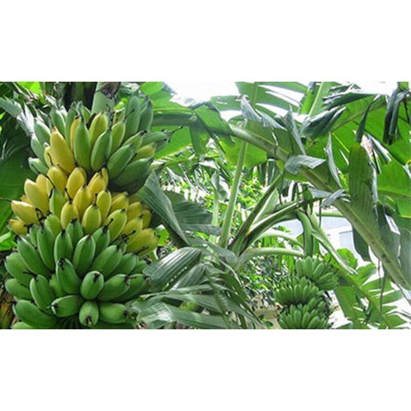 Cây giống chuối sứ cấy mô (siêu sớm)