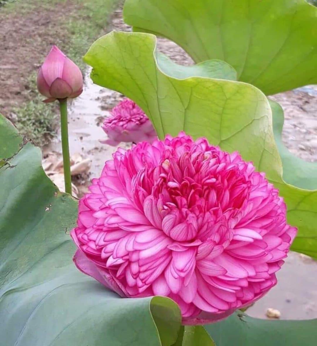 5 Hạt giống sen Nhật mini