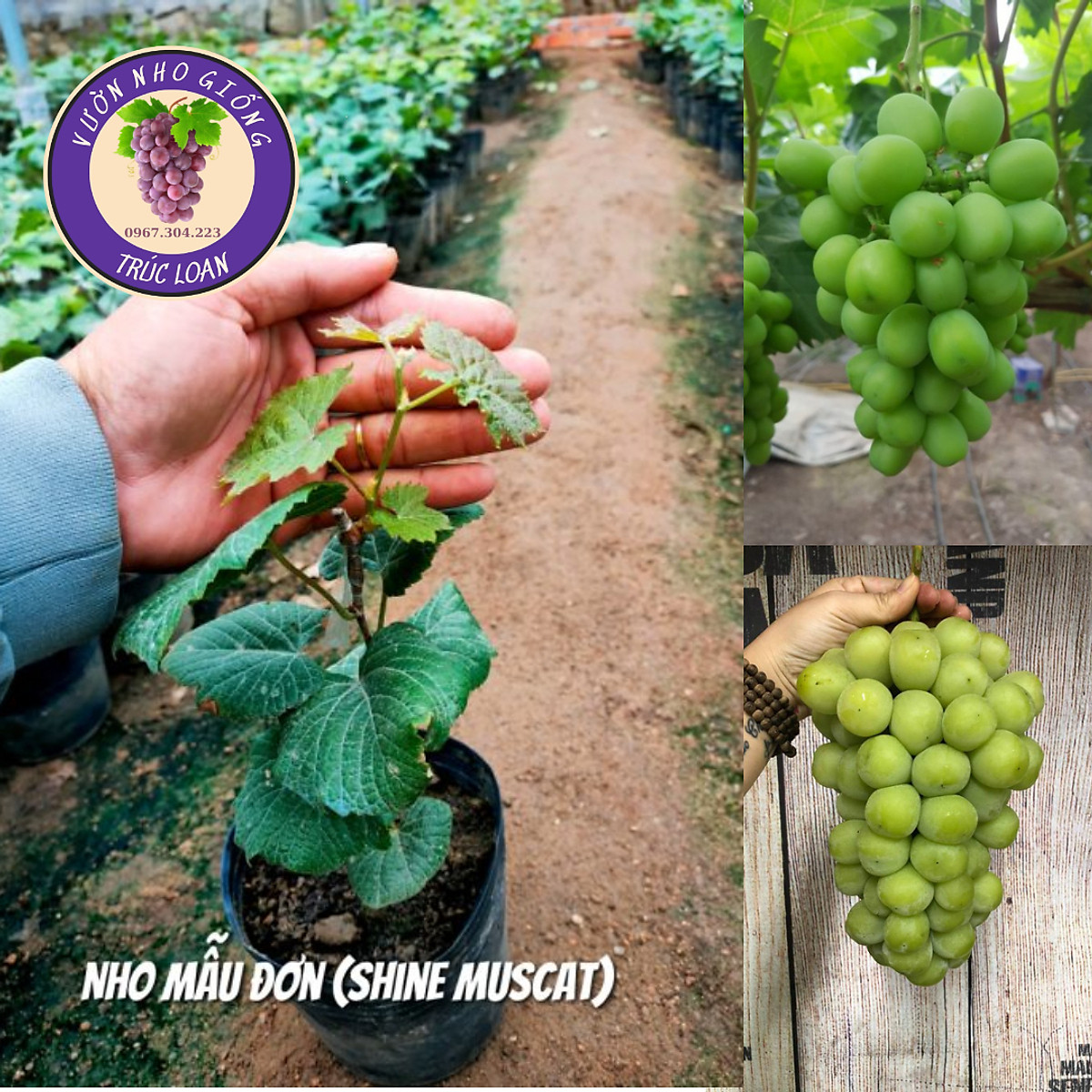 Cây nho giống mẫu đơn có hướng dẫn trồng cây