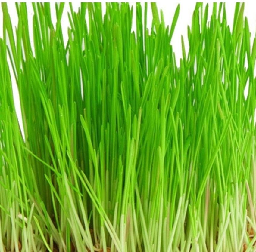 Hạt Giống Cỏ Lúa Mì Đỏ Wheatgrass Cỏ Mèo