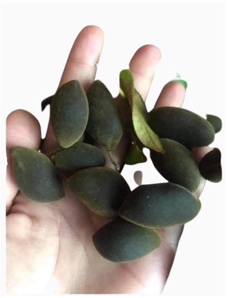 Say trâu 1kg, trái to ngọt