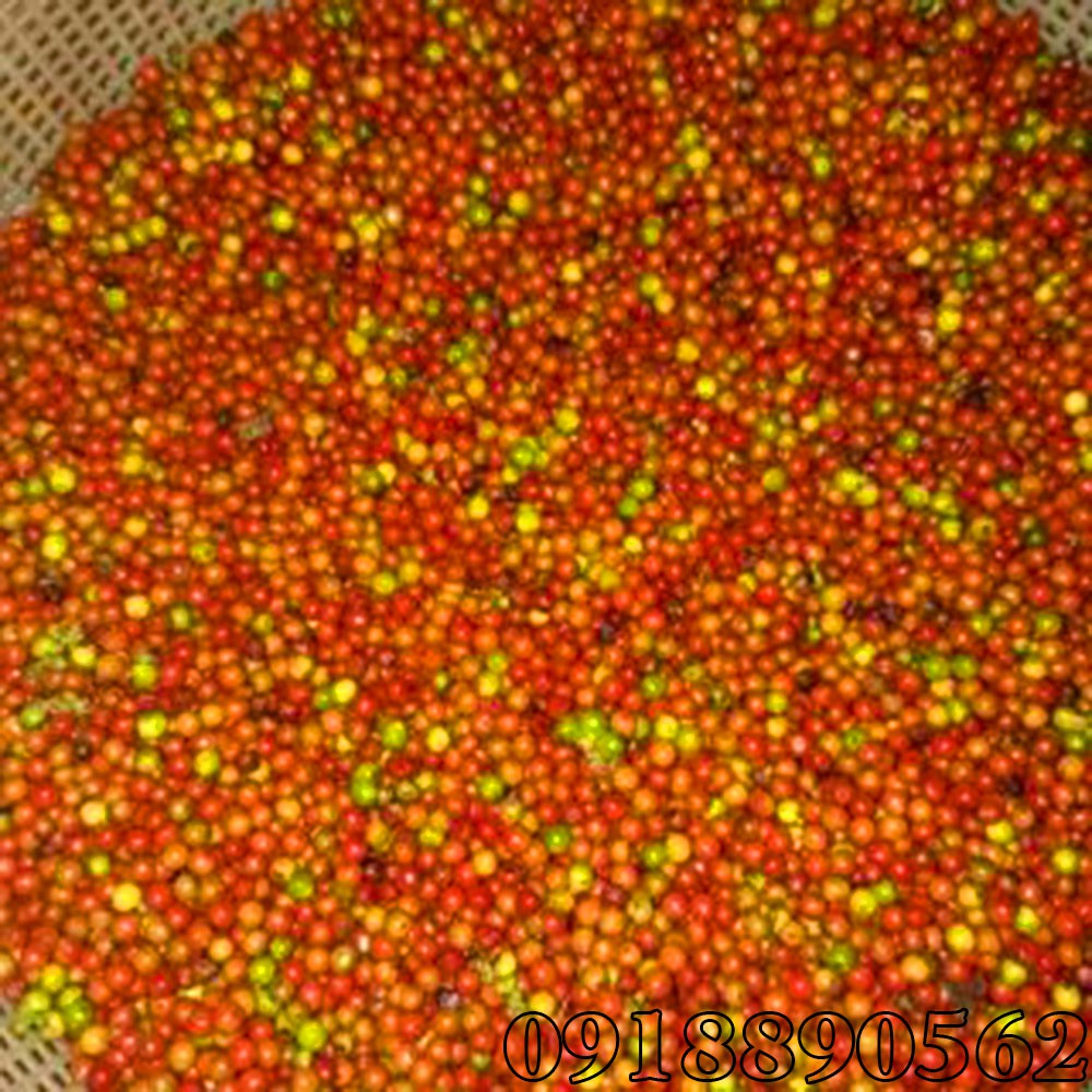 1kg hạt tiêu đen chín đỏ_ DAKLAK hạt tiêu vụ mới