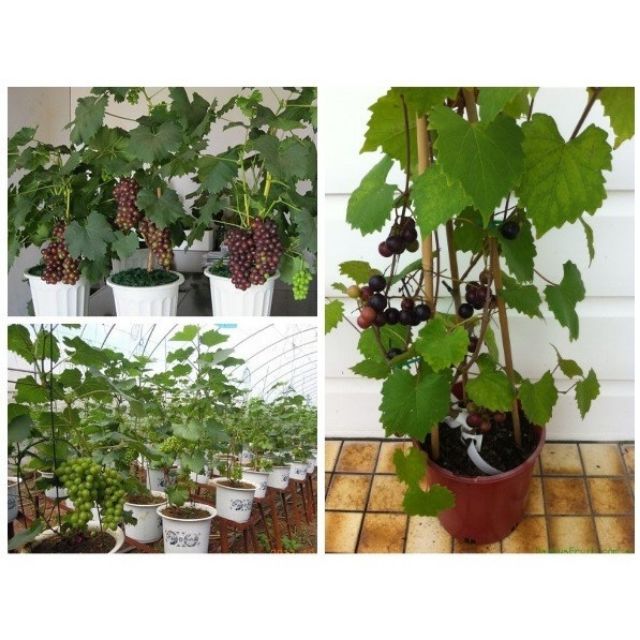 MJ95 Hạt Giống Nho Pháp Bốn Mùa10 Hạt/ Gói