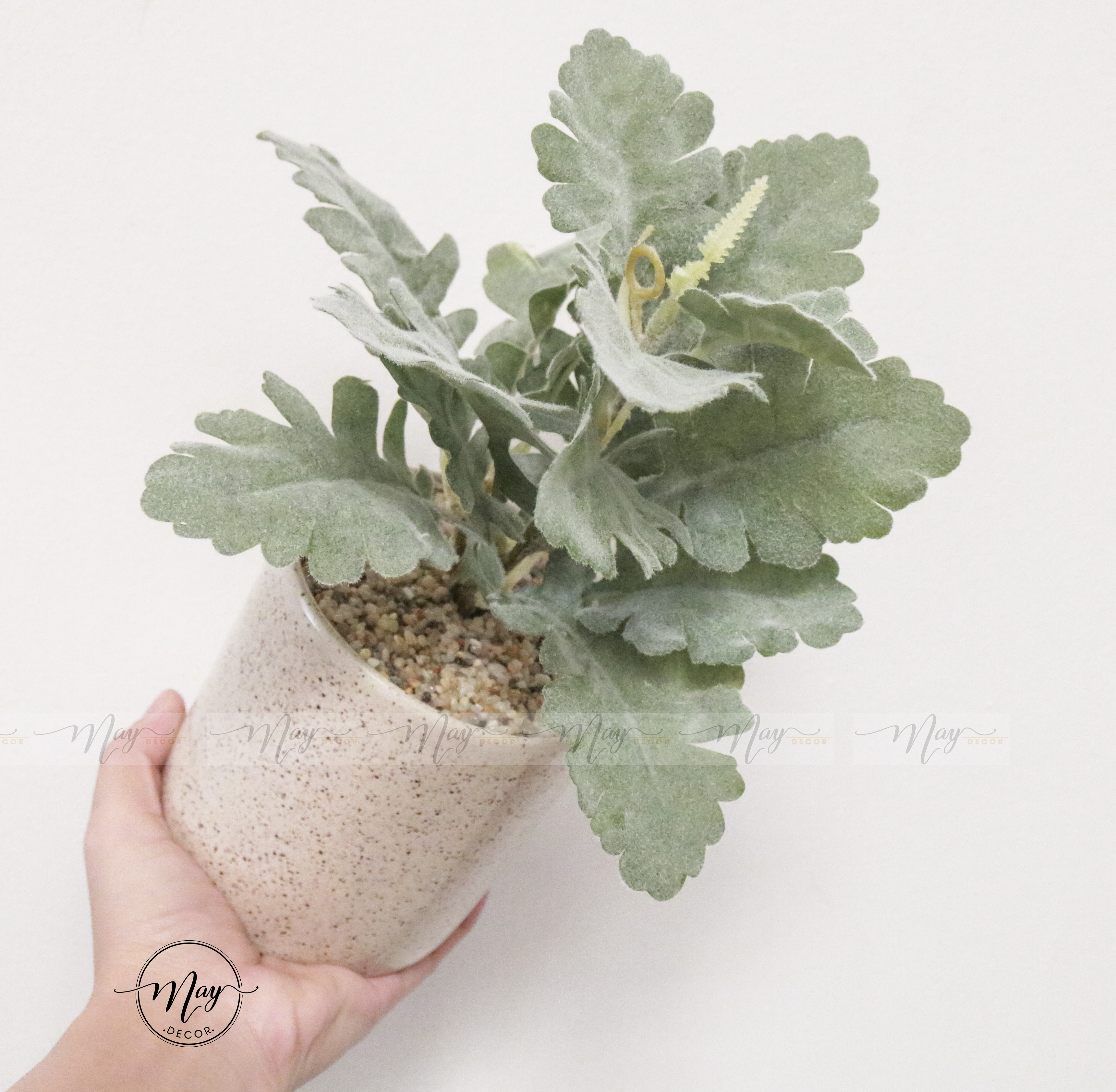 [Ảnh thật] Chậu lá Cúc Tuyết cao cấp