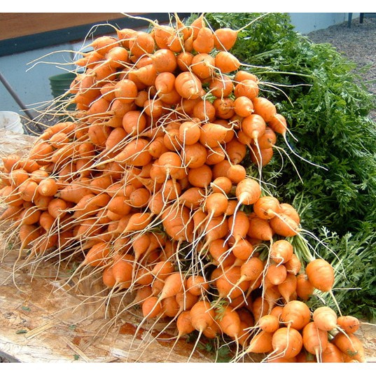 Hạt giống củ cà rốt tròn đỏ-gói 100 hạt(tặng kèm phân bón)