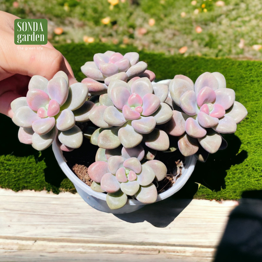 SEN ĐÁ SỎI HƯỜNG SIZE TRUNG BÌNH, LỖI 1 ĐỔI 1