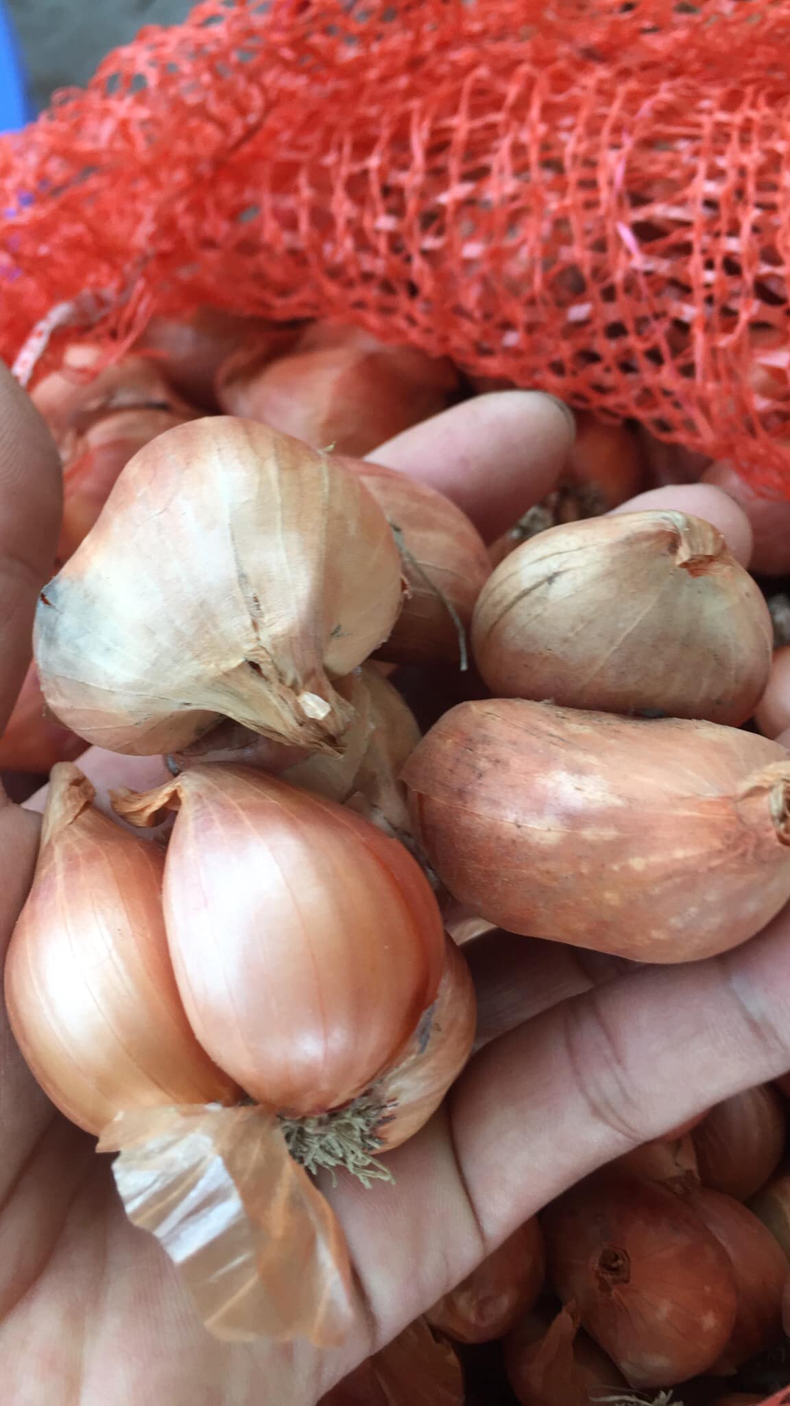 Hành Củ Kinh Môn Hải Dương - 1Kg