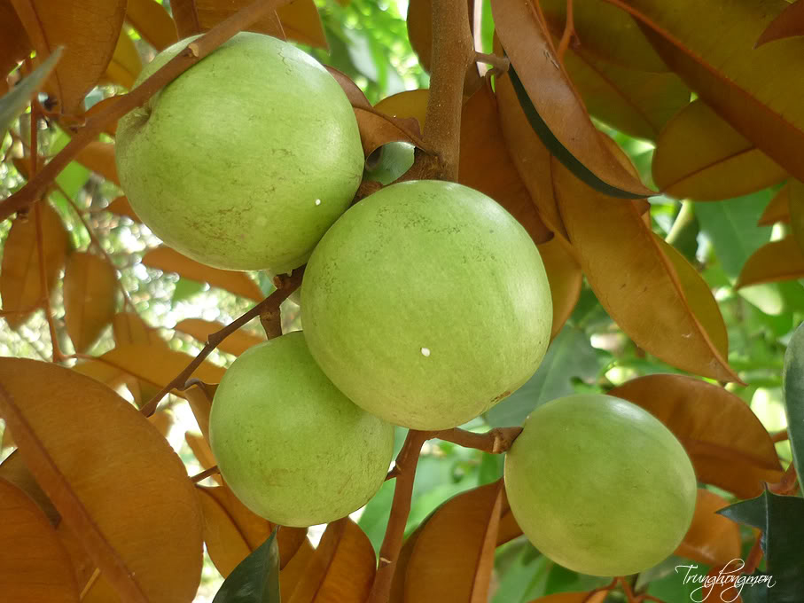 Cây vú sã tím cây chuẩn giống