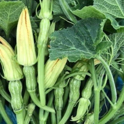 Hạt_Giống_Bí_Siêu_Nụ 15 hạt ( tặng kèm kích mầm và phân bón )