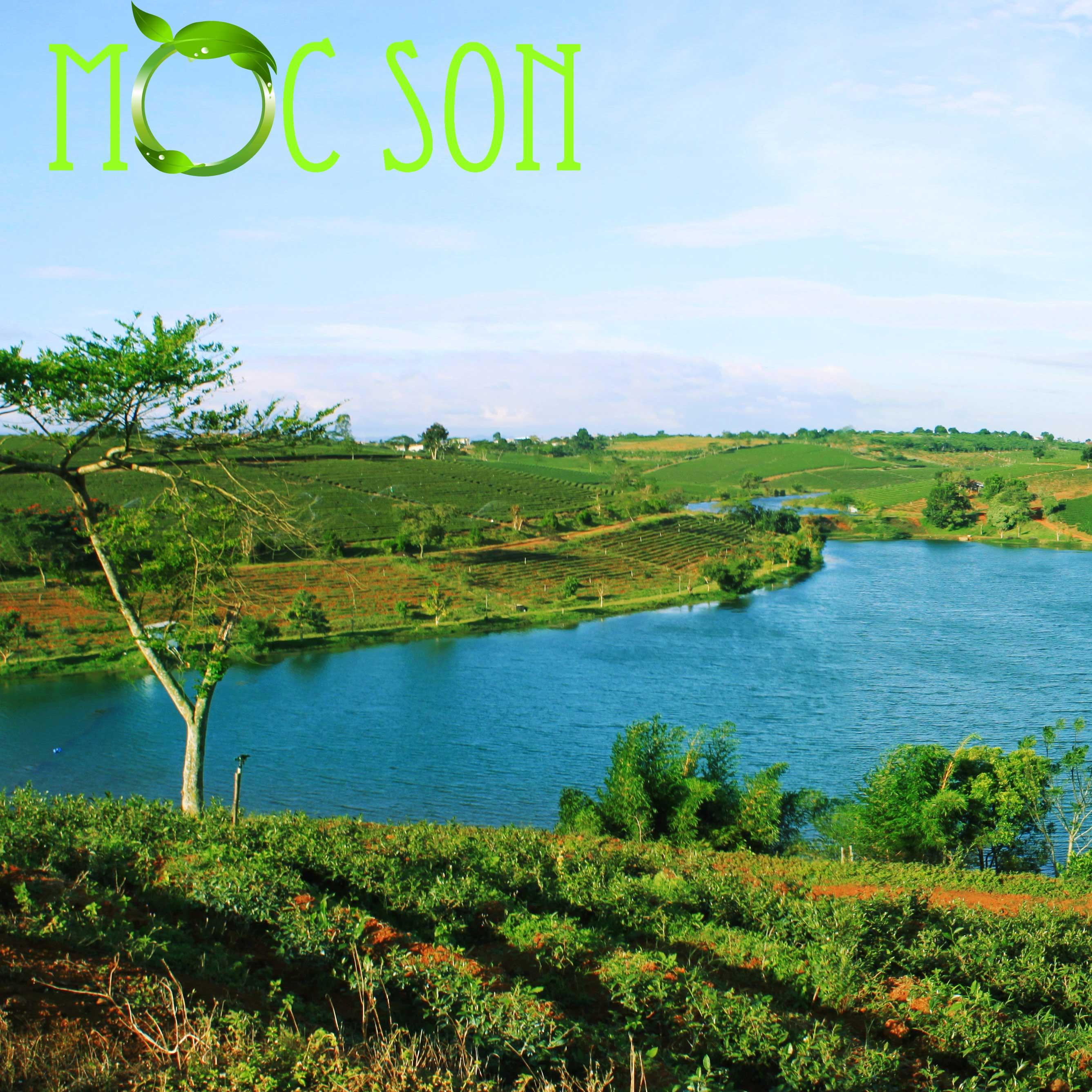 Trà Ôlong (Oolong) Sữa Thượng Hạng Mộc Sơn nguyên búp trà Olong được chọn lọc | Nước Trà sáng đep