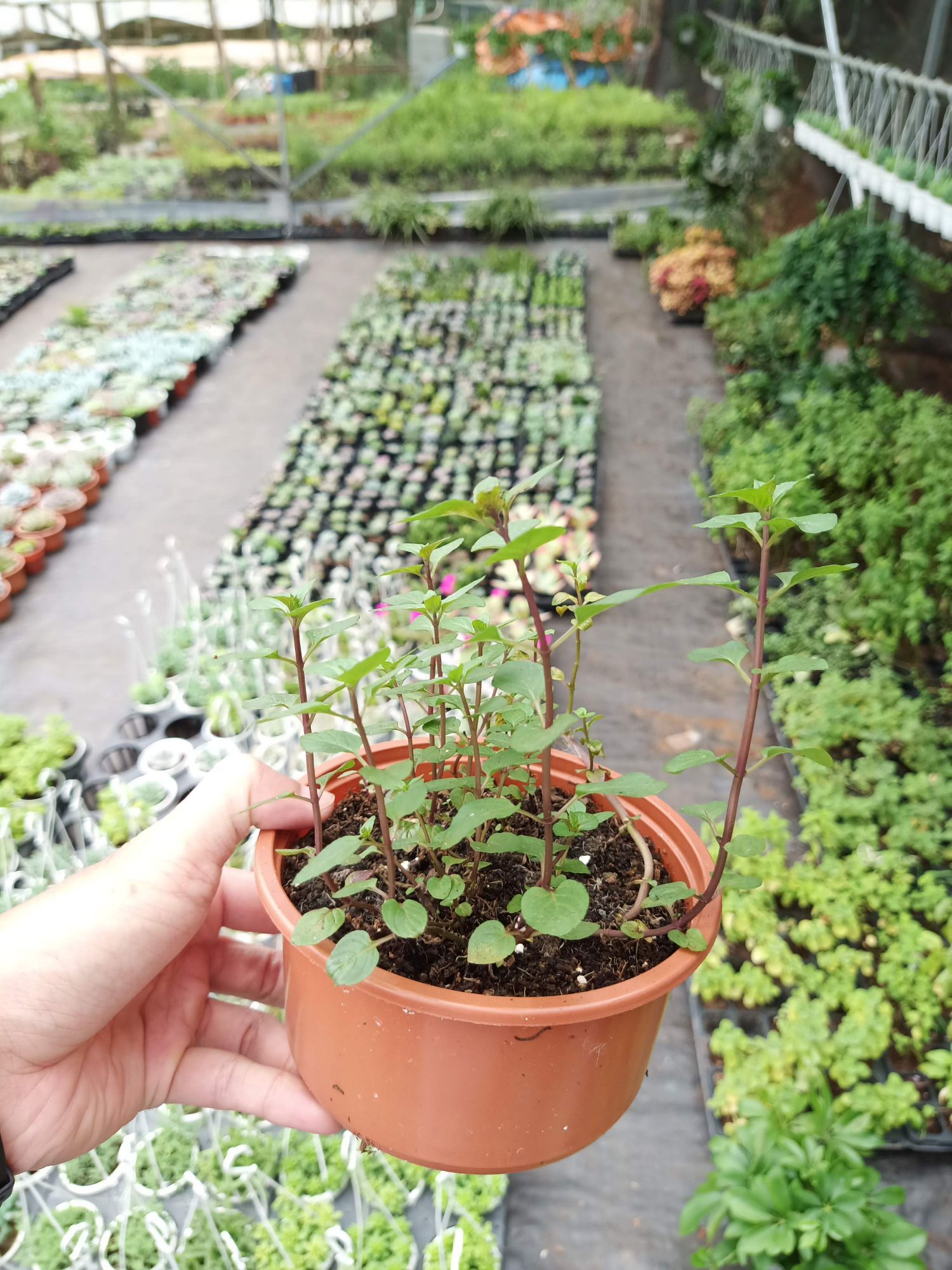 Cây bạc hà chocolate mint