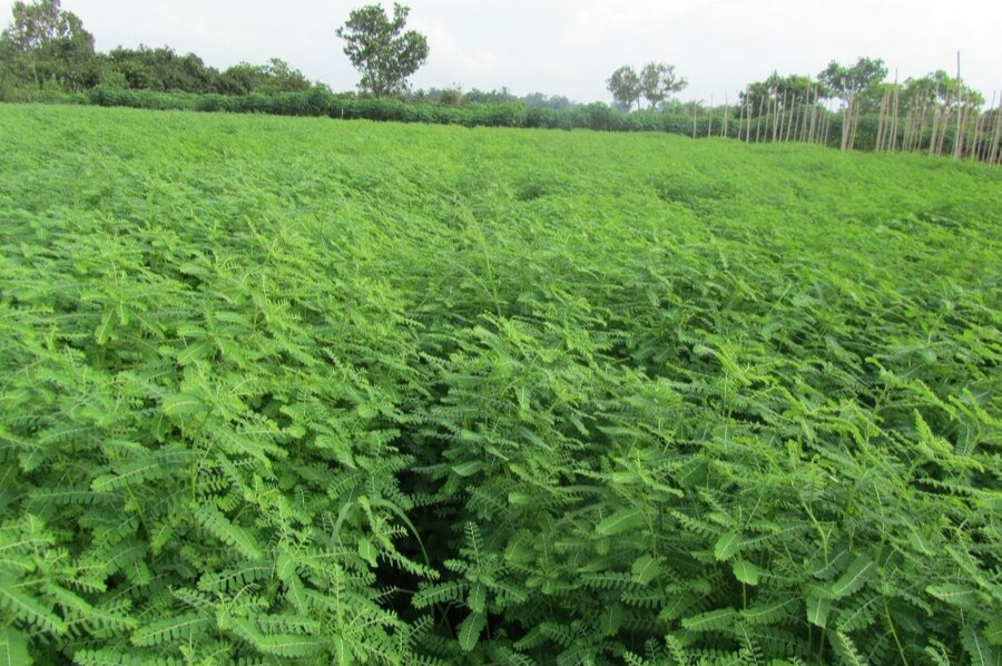1kg cây diệp hạ châu/chó đẻ khô Thái Bình