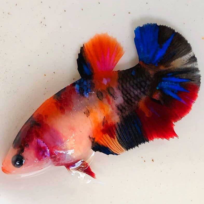 Betta Mái Nemo Galaxy