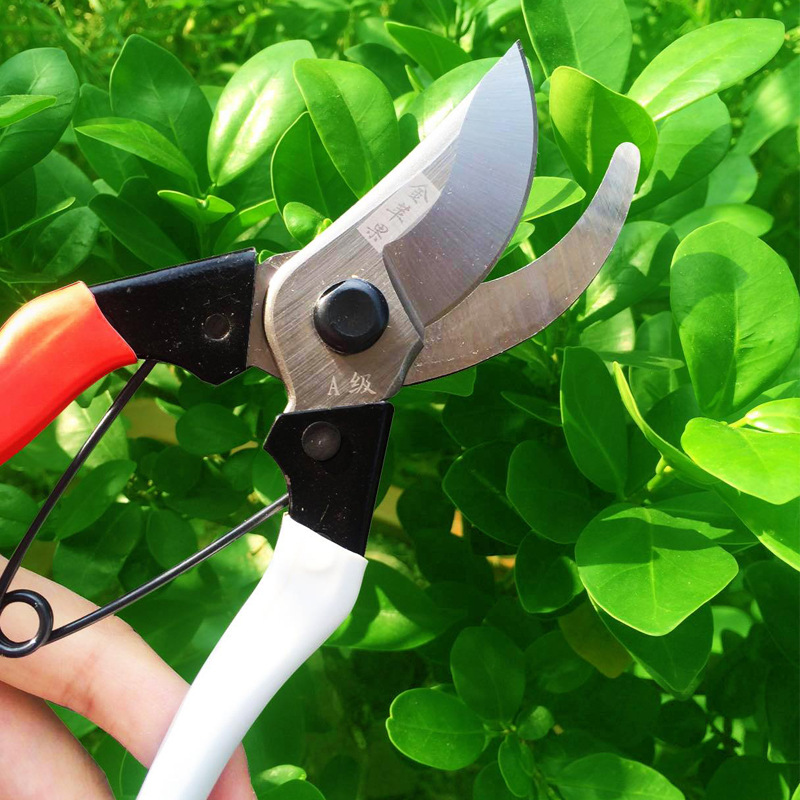 Kéo cắt tỉa cây cảnh
