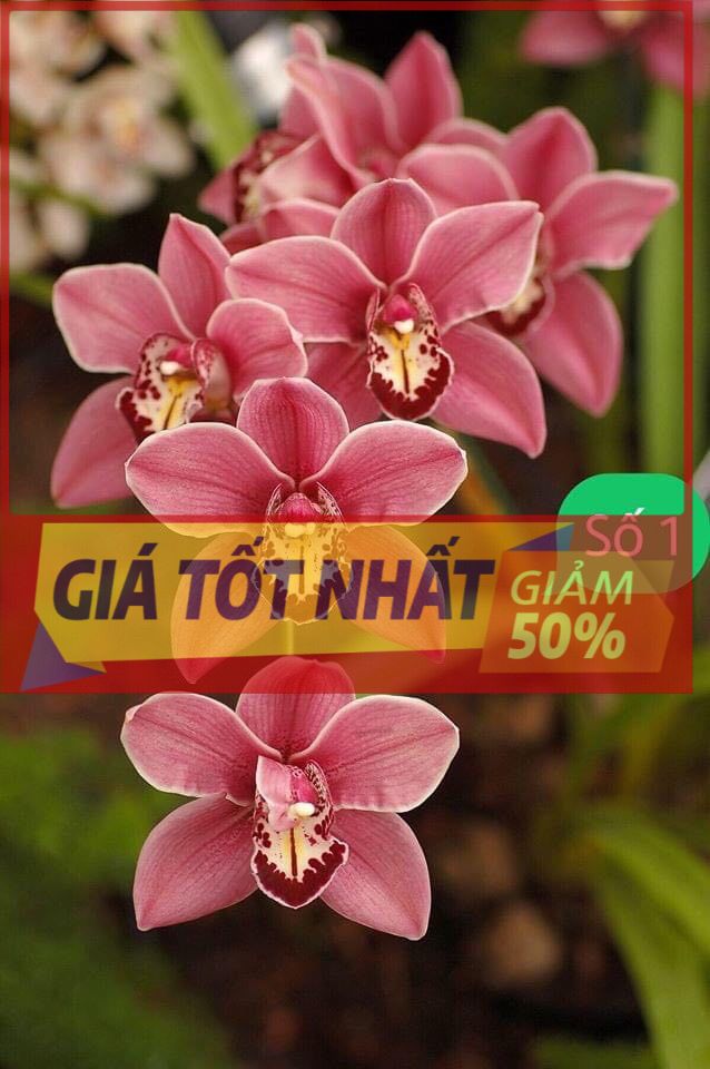 Hoa lan kiếm đỏ thái lan-gửi đi nguyên chậu, hàng cực đẹp, đánh thẳng từ thái về