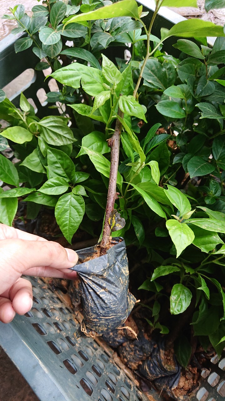 Combo 2 cây Hoa Giấy