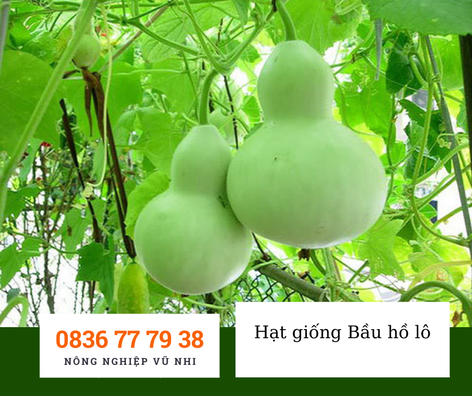 Hạt giống bầu hồ lô 1g