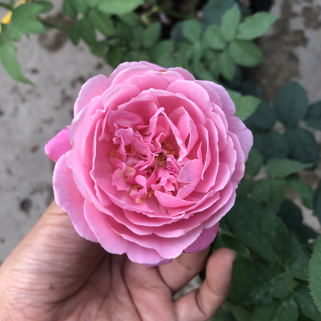 Cây hoa hồng Soeur Emmanuelle hoa hồng leo màu hồng tím chậu C10