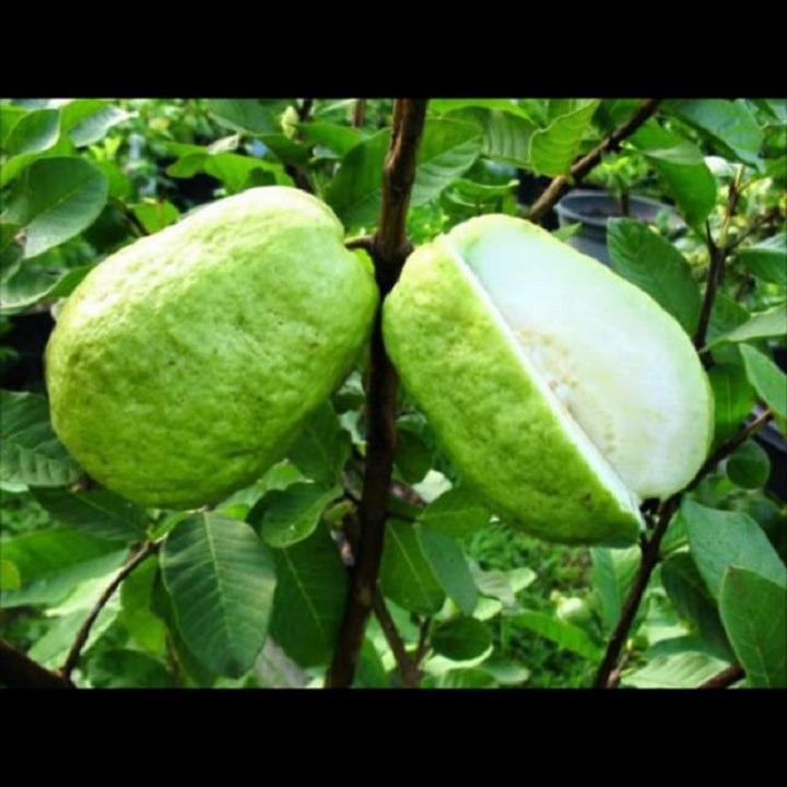 CÂY GIỐNG ỔI NỮ HOÀNG SIÊU NGON SIÊU QUẢ- CAM KÊT GIỐNG CHUẨN F1