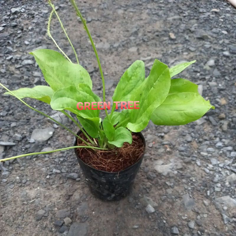 Cây giống mã đề