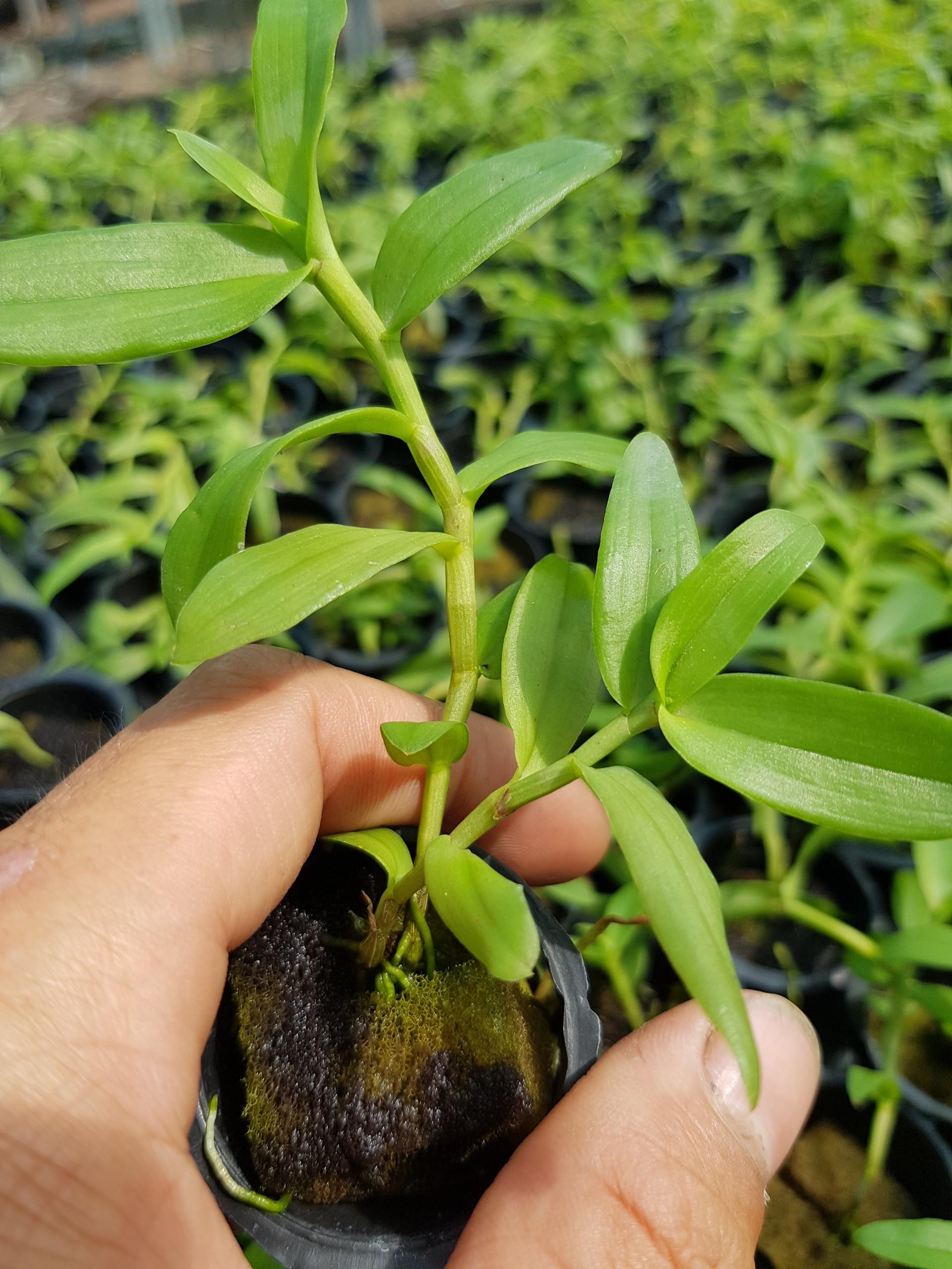 Giả hạc hông thái lan cây giống