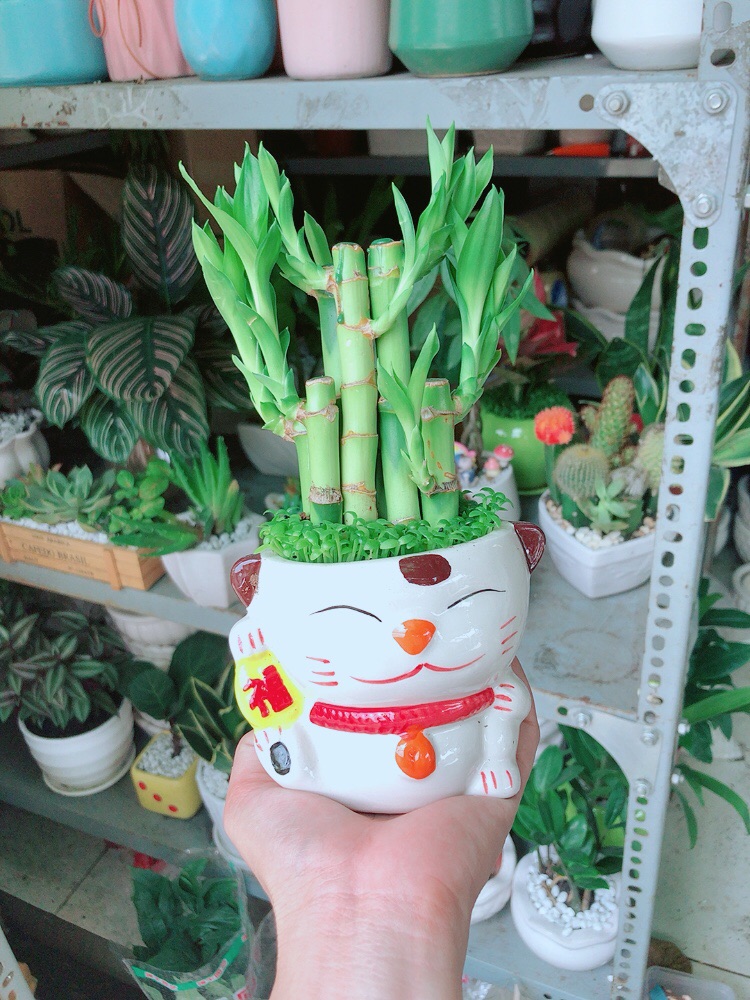 Chậu Trúc Phát Tài Mèo May Mắn