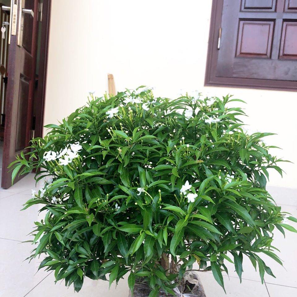 Cây mai Vạn phúc đẹp chuẩn
