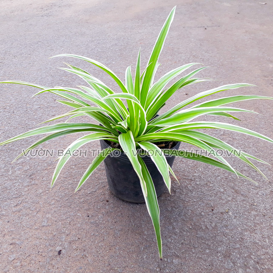Cây cỏ lan chi trồng làm cảnh đẹp