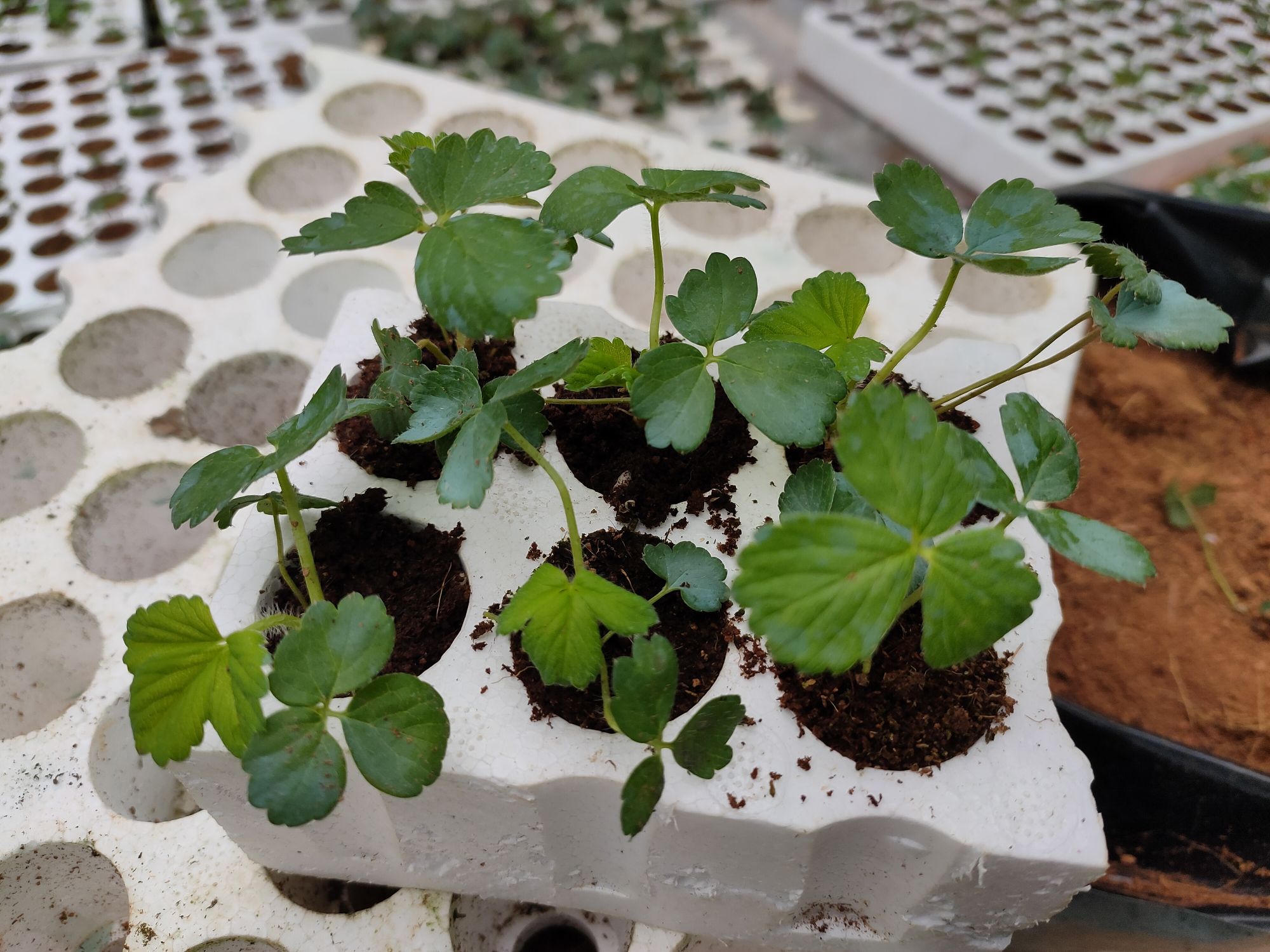 6 Cây Giống Dâu Tây Pháp Lãng Mạng