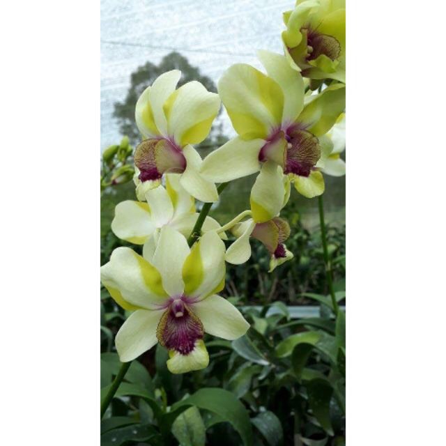 Denro Mắt Rồng