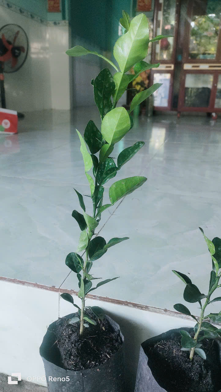 Chanh thái. Cây chúc.10 CÂY ĐẸP. 500K