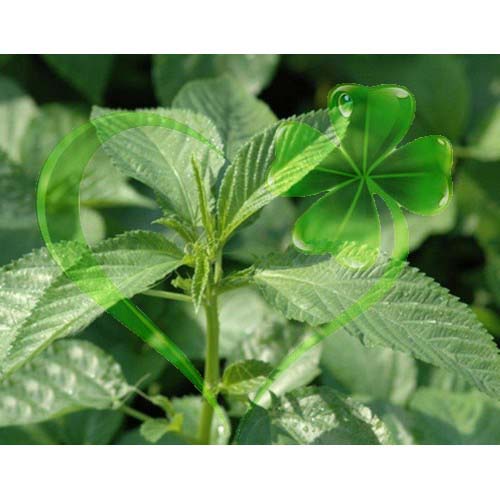 Hạt giống rau đay xanh - gói 10 gram