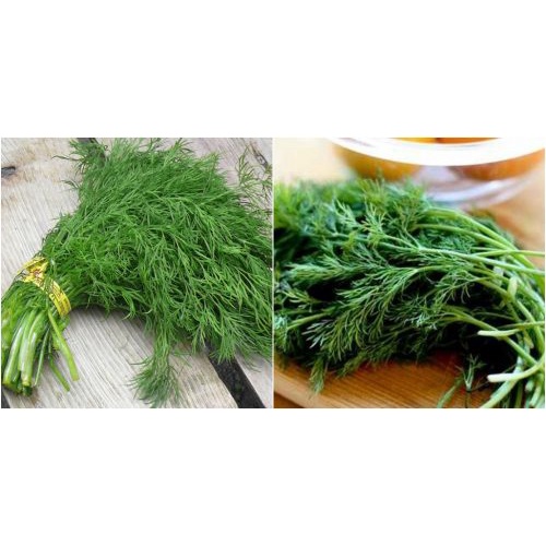 Hạt giống cây thì là (thìa là) - Gói lẻ 200-300 hạt