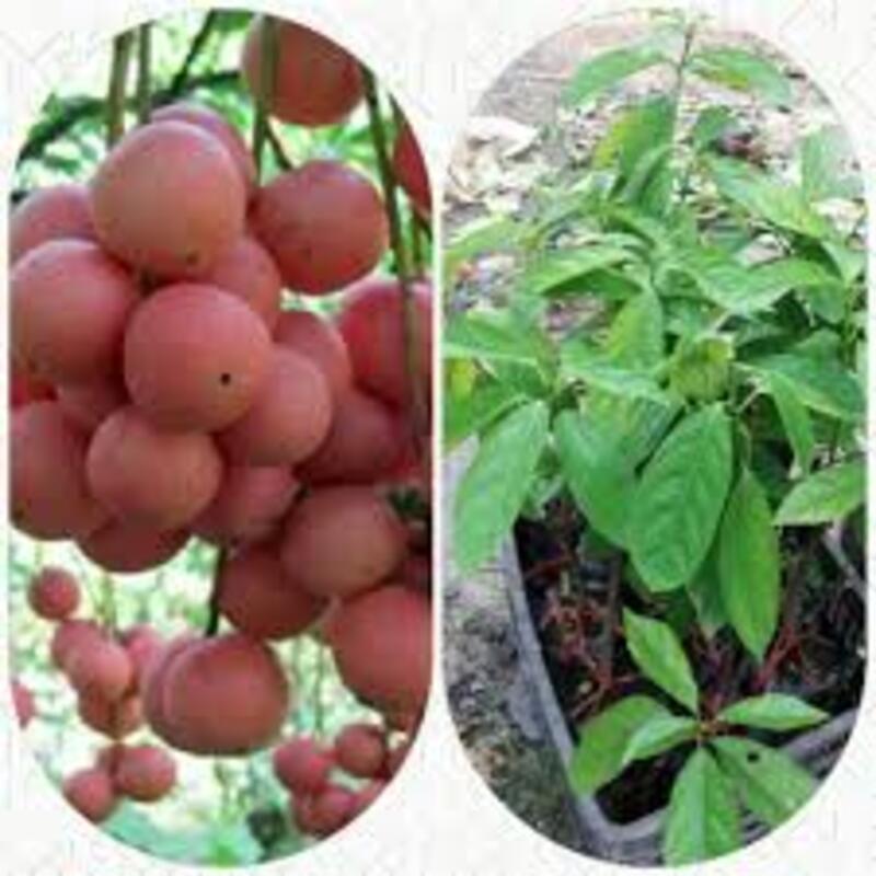 Cây giống Dâu da đất cây giống chuẩn cho năng suất cao