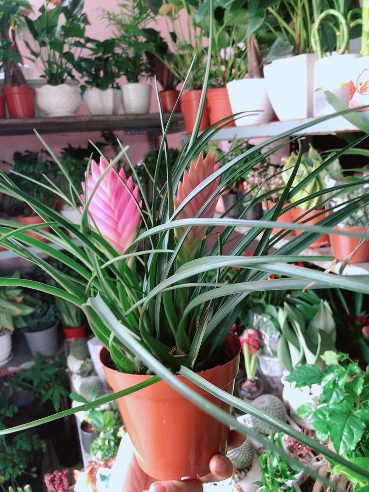 Thẻ Bài Hồng Hàng Đẹp Bán Chạy