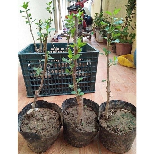 CÂY GIỐNG TÁO ĐỎ LÙN BONSAI