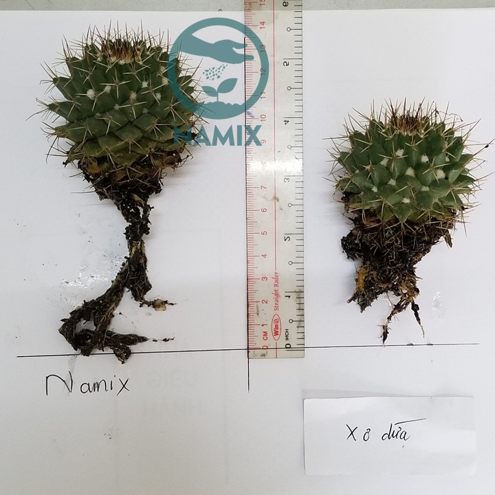 Đất trồng xương rồng sen đá Namix 5dm3