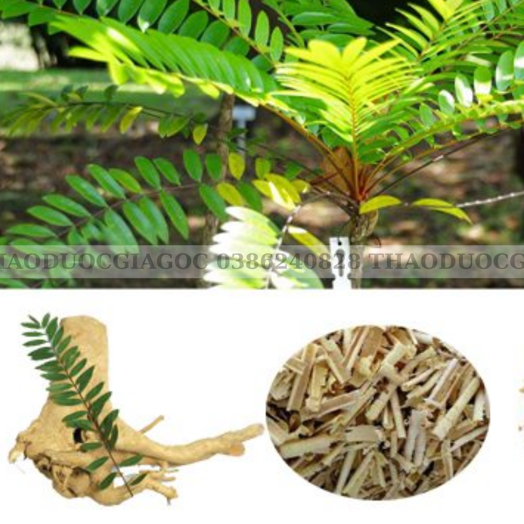 500 gr cây mật nhân khô.