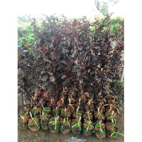 Cây mận đỏ úc cao 80 - 100 cm