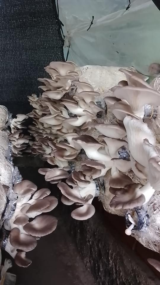 Phôi nấm Bào ngư (1 kiện 12 bịch)