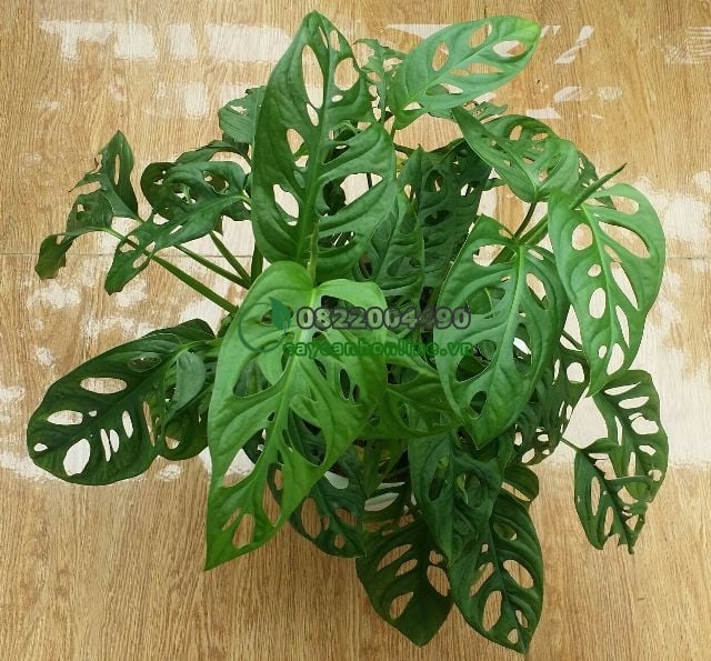 trầu bà lỗ-lá mưa