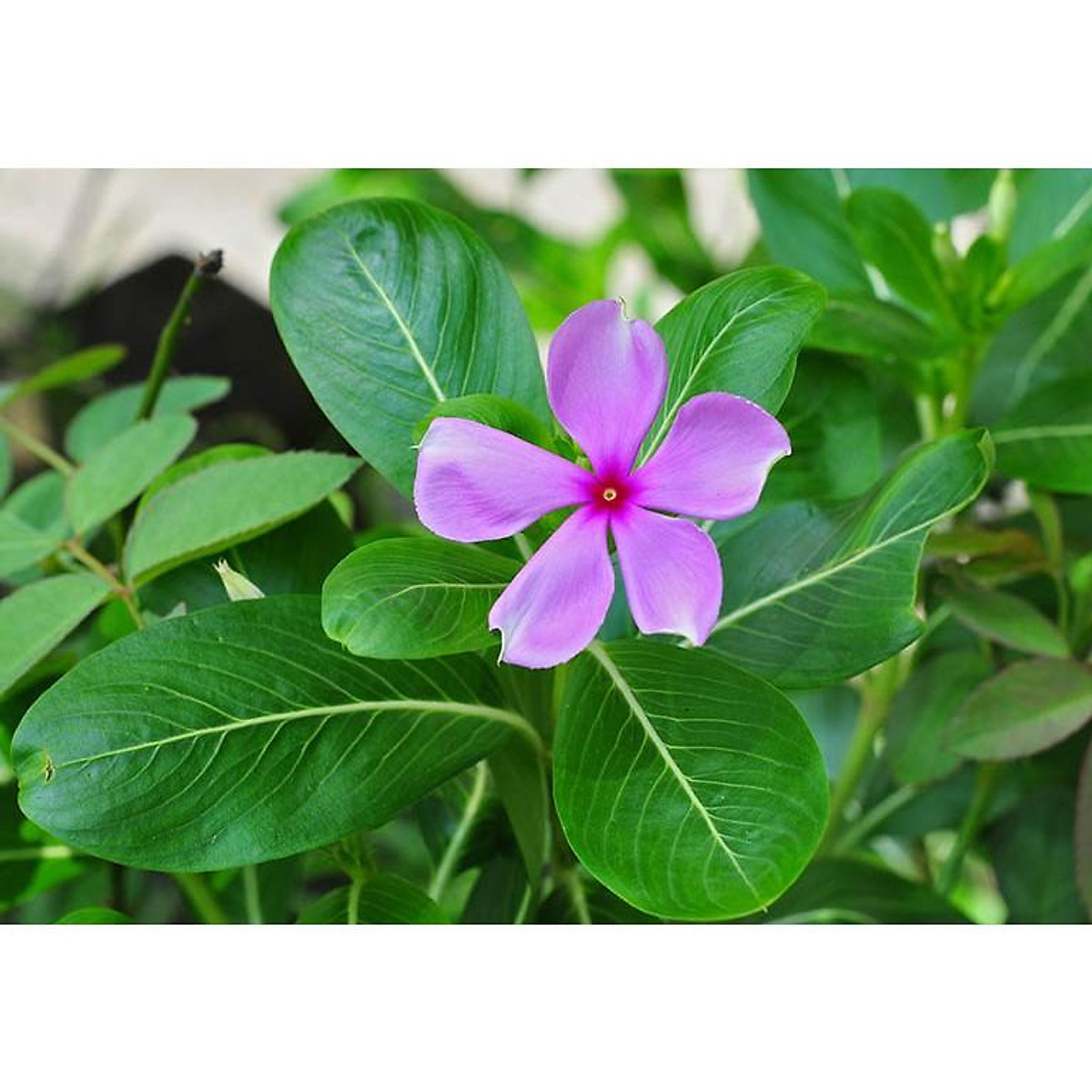 dừa cạn ta